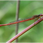 Scharlachlibelle (Ceriagrion tenellum), Zarte Rubinjungfer oder Späte Adonislibelle