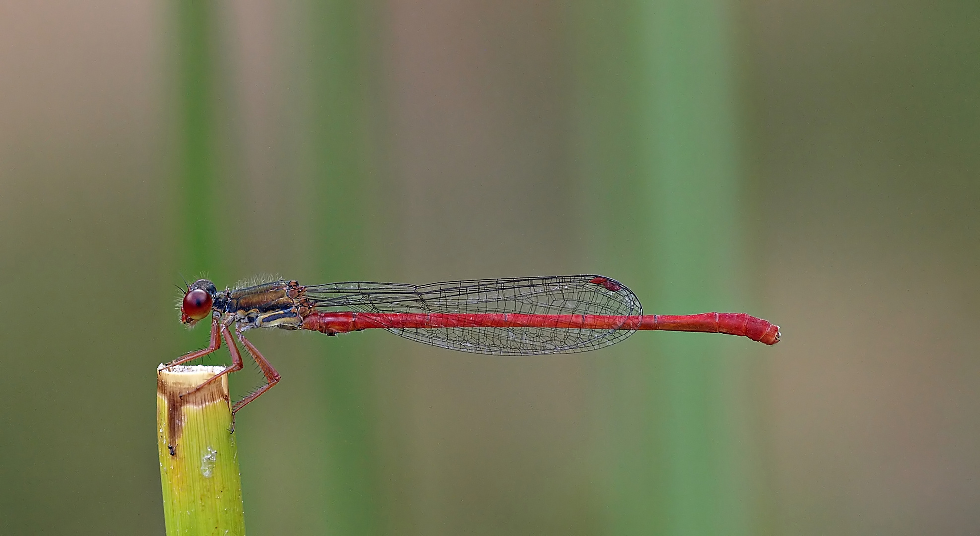 Scharlachlibelle (Männchen)