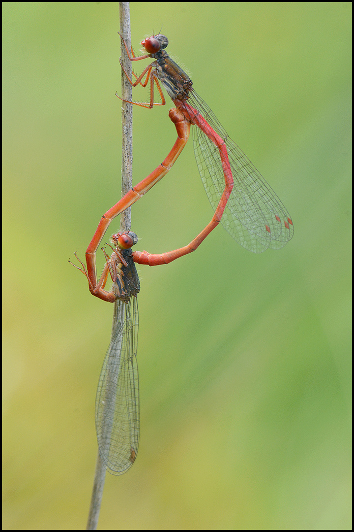 Scharlachlibelle, Zarte Rubinjungfer oder Späte Adonsilibelle - Ceriagrion tenellum  