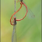 Scharlachlibelle, Zarte Rubinjungfer oder Späte Adonsilibelle - Ceriagrion tenellum  