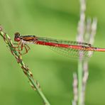 Scharlachlibelle,Ceriagrion tenellum