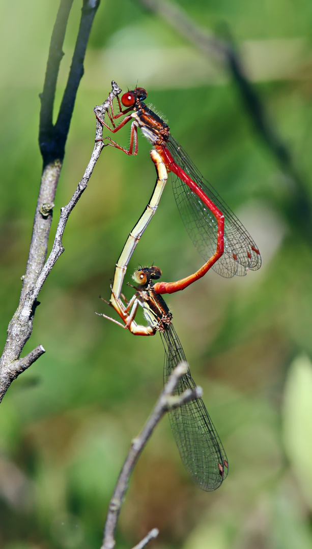 Scharlachlibelle,Ceriagrion tenellum