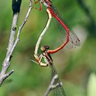 Scharlachlibelle,Ceriagrion tenellum