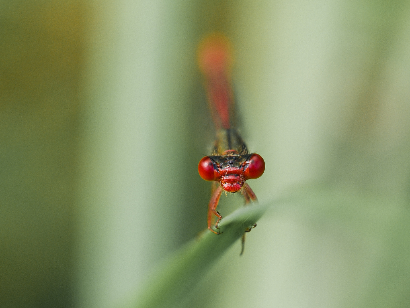 scharlachrot...