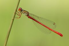 scharlachrot mit bronzefarbener Brust