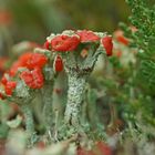 Scharlachrote Becherflechte (Cladonia coccifera)