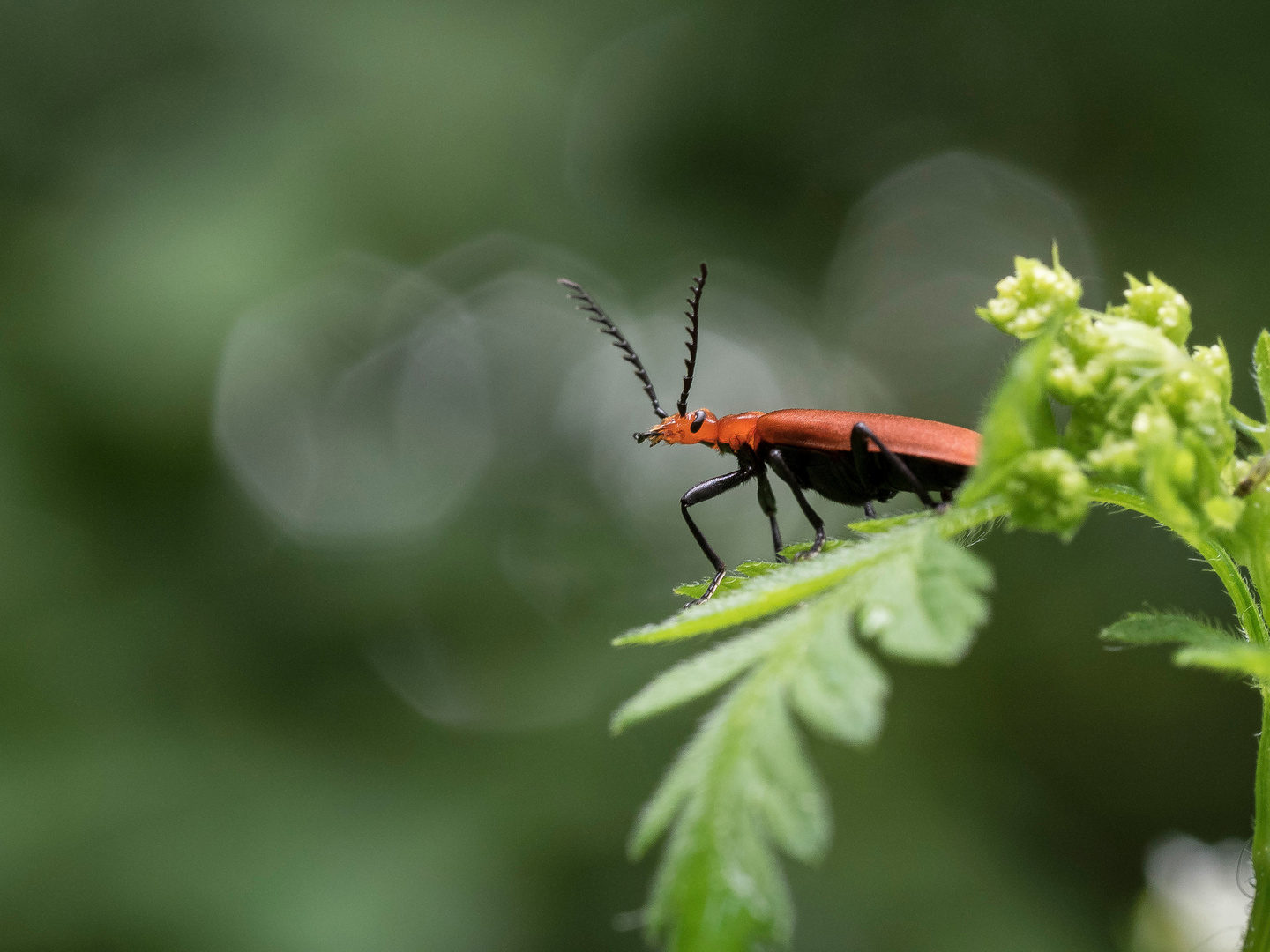 Scharlachrote Feuerkäfer (Pyrochroa coccinea)