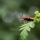 Scharlachrote Feuerkäfer (Pyrochroa coccinea)