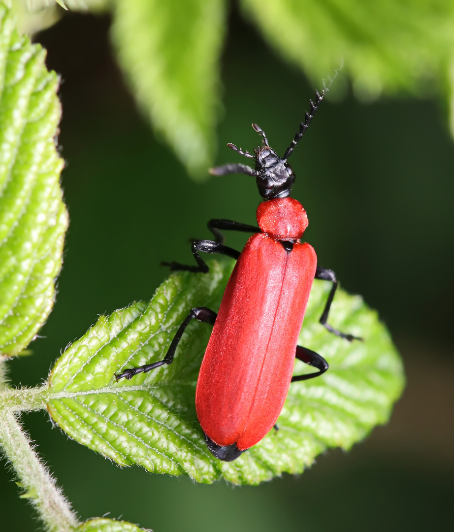 Scharlachrote Feuerkäfer (Pyrochroa coccinea)