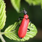 Scharlachrote Feuerkäfer (Pyrochroa coccinea)