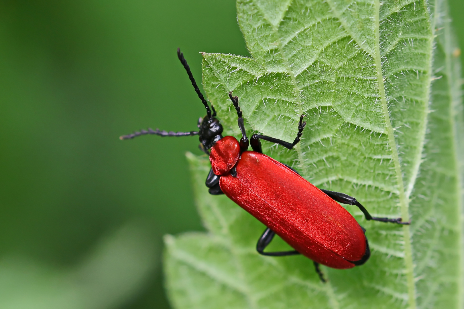 Scharlachrote Feuerkäfer (Pyrochroa coccinea)