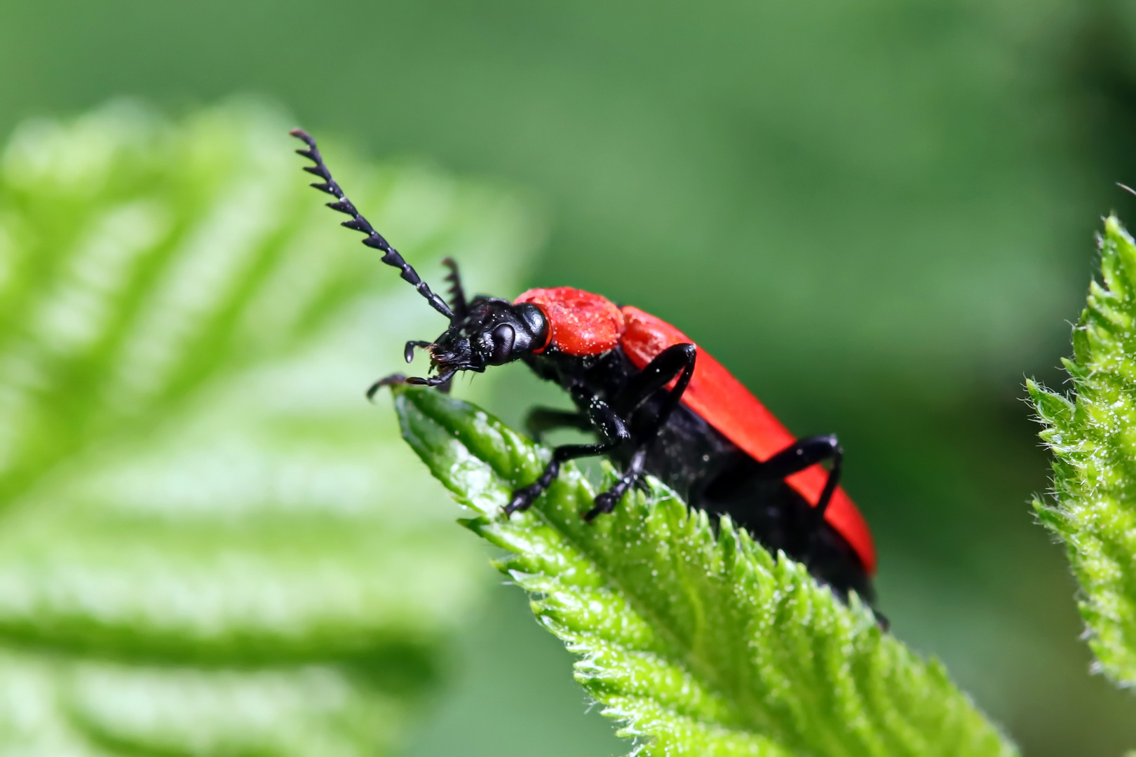 Scharlachrote Feuerkäfer,Weibchen