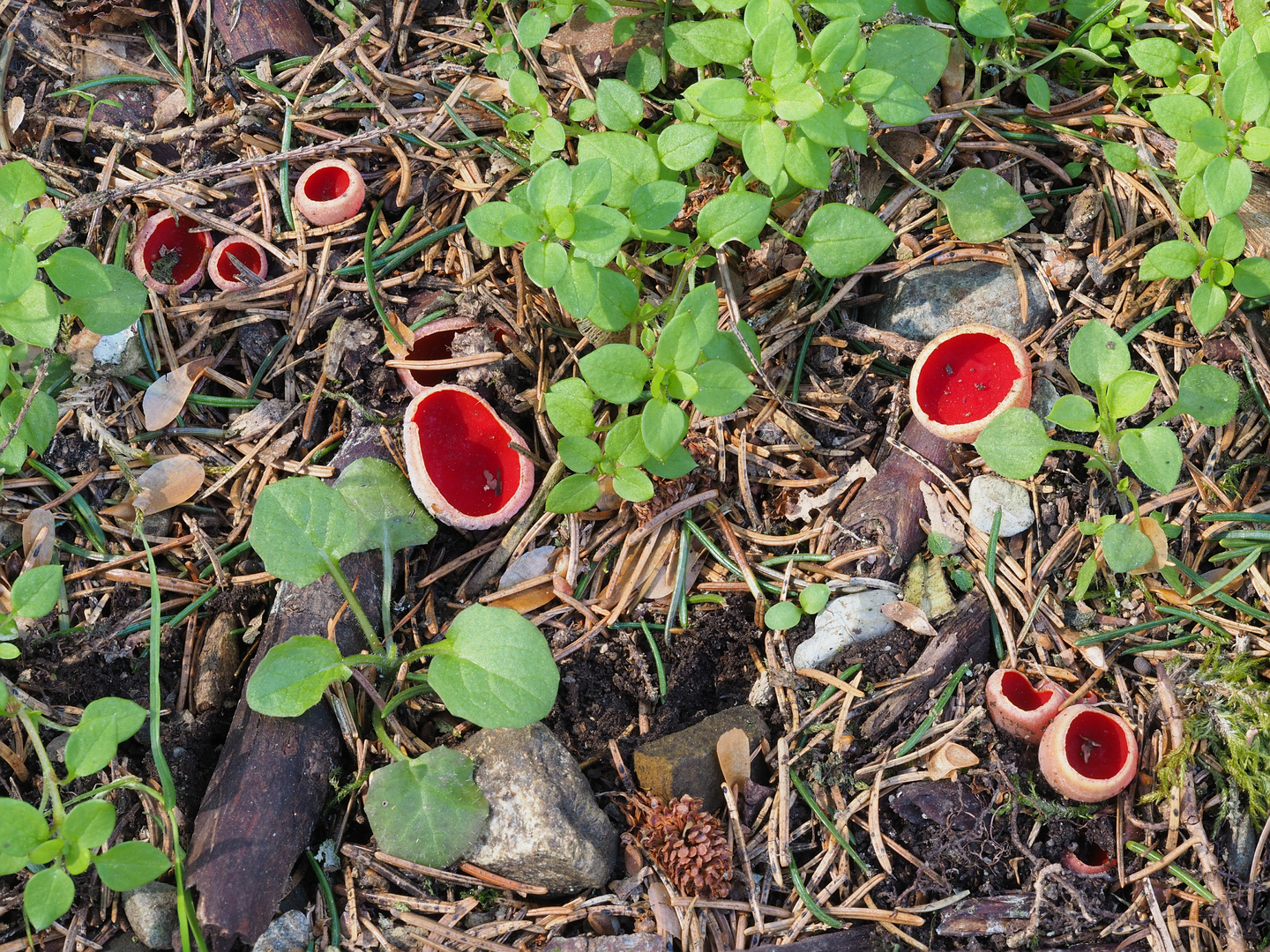 Scharlachrote Kelchbecherlinge (Sarcoscypha coccinea)