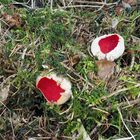 Scharlachrote Kelchbecherlinge, Sarcoscypha coccinea