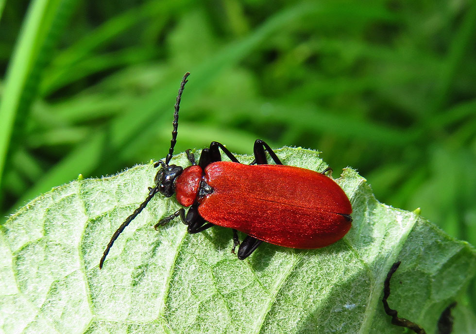 Scharlachroter Feuerkäfer