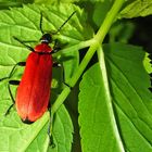 Scharlachroter Feuerkäfer