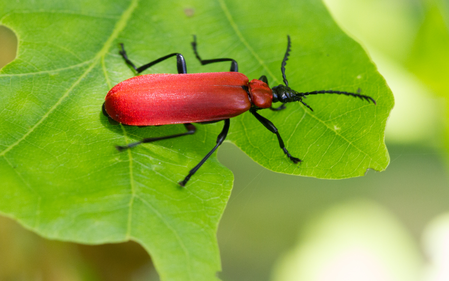 Scharlachroter Feuerkäfer