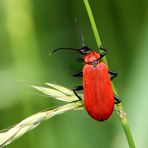 Scharlachroter Feuerkäfer