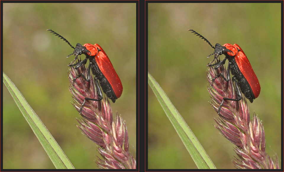 Scharlachroter Feuerkäfer [3D]