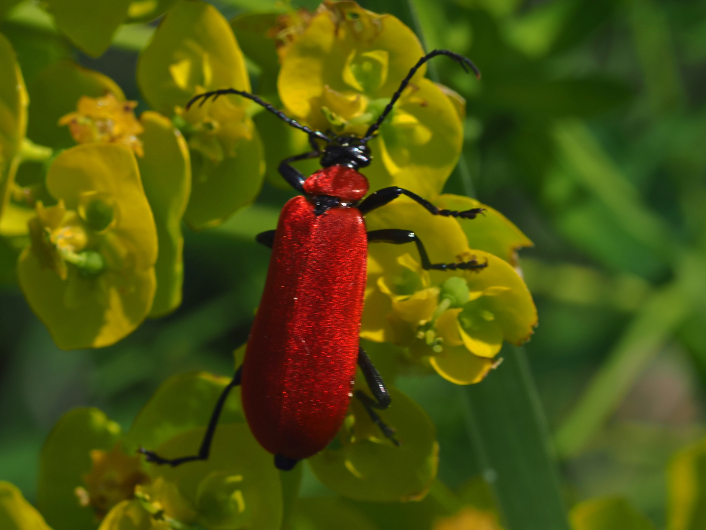 scharlachroter Feuerkäfer