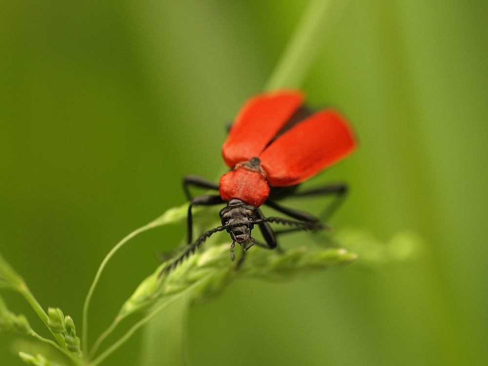 scharlachroter Feuerkäfer (?)