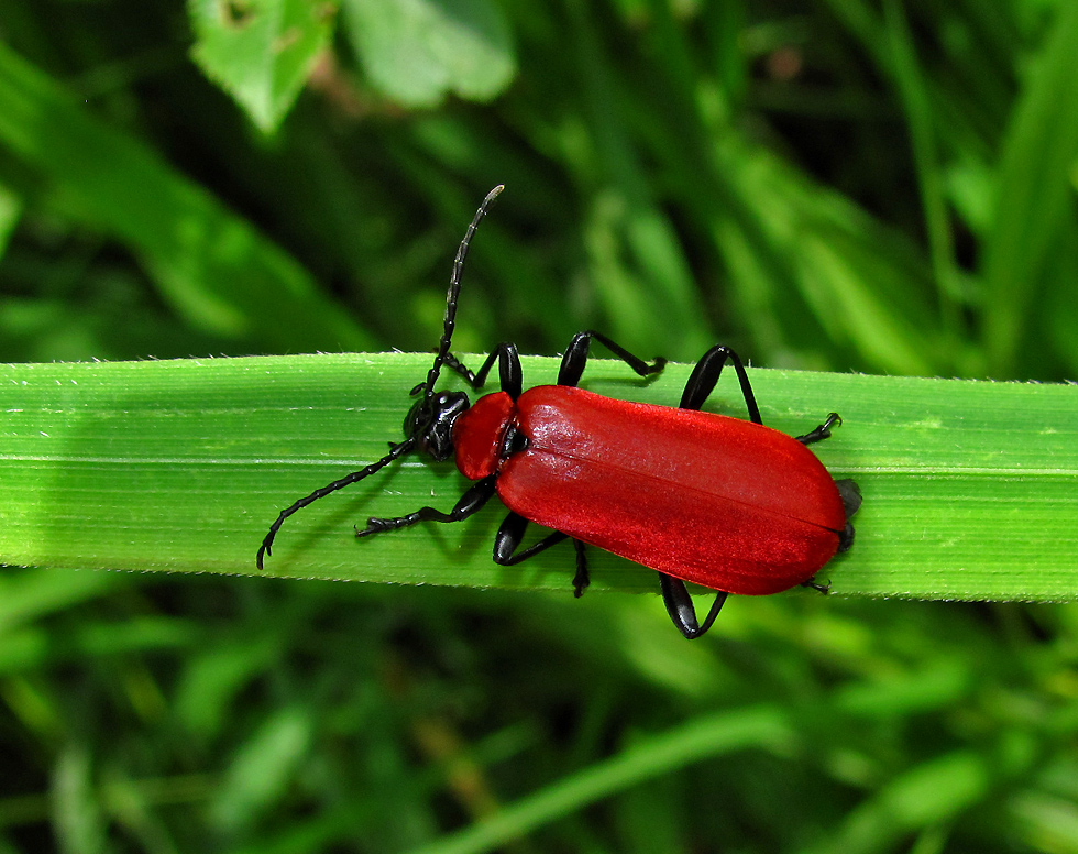 Scharlachroter Feuerkäfer