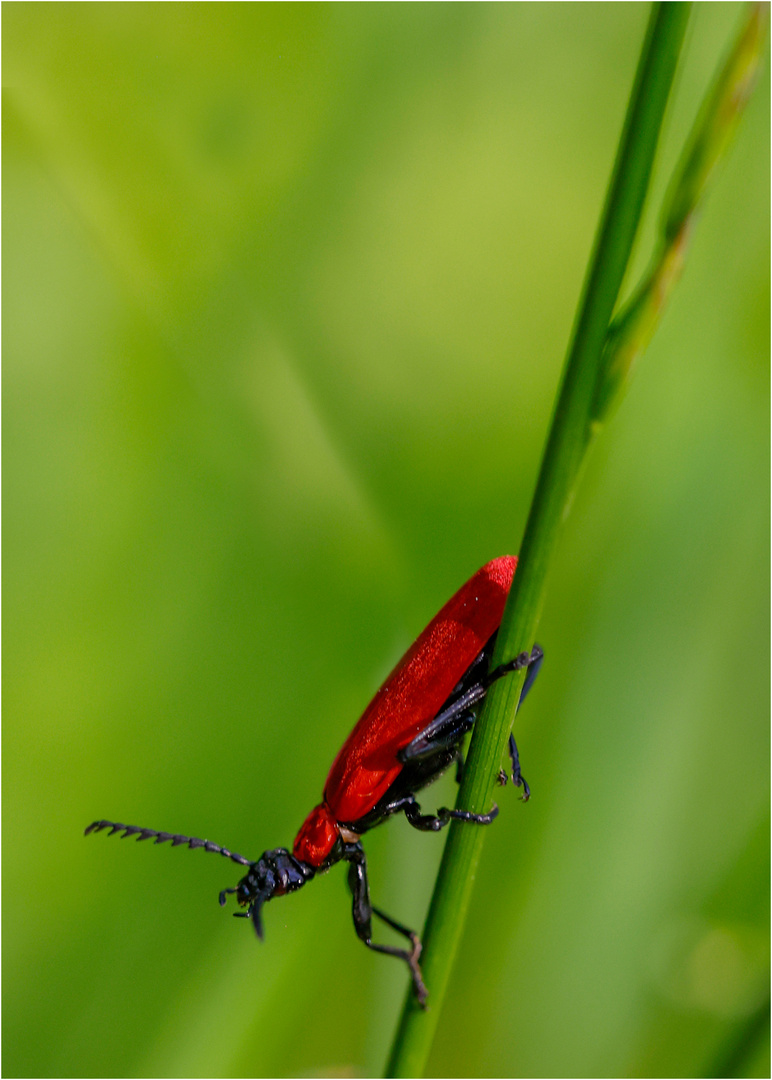 Scharlachroter Feuerkäfer