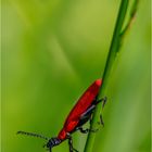 Scharlachroter Feuerkäfer