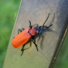 Scharlachroter Feuerkäfer  - bei uns auch Franzose