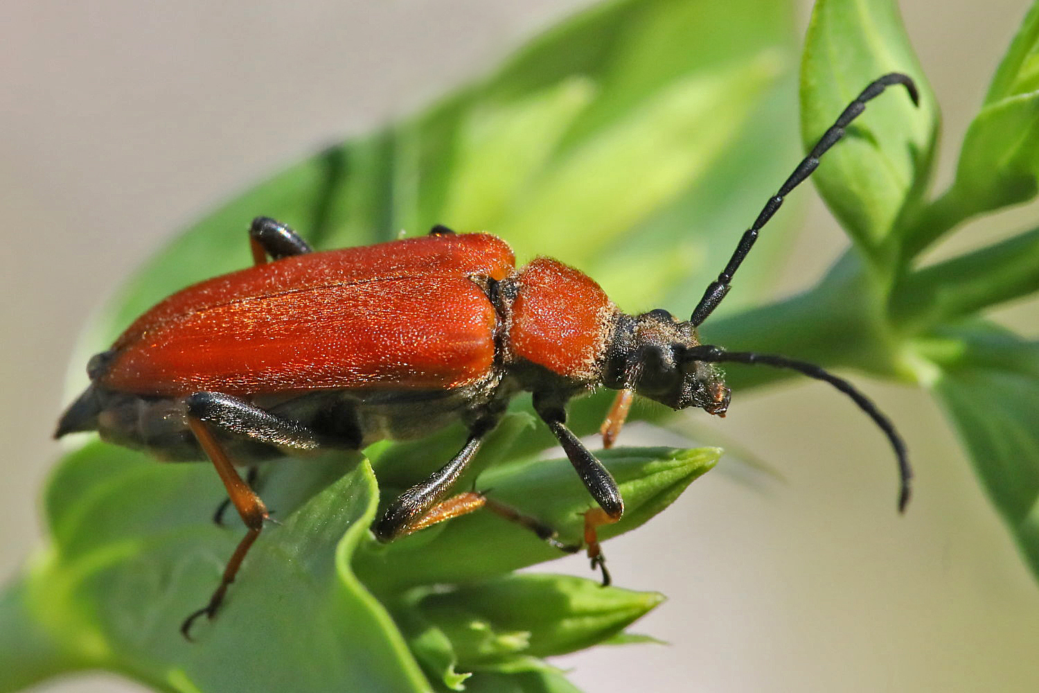 Scharlachroter Feuerkäfer