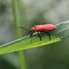 Scharlachroter Feuerkäfer