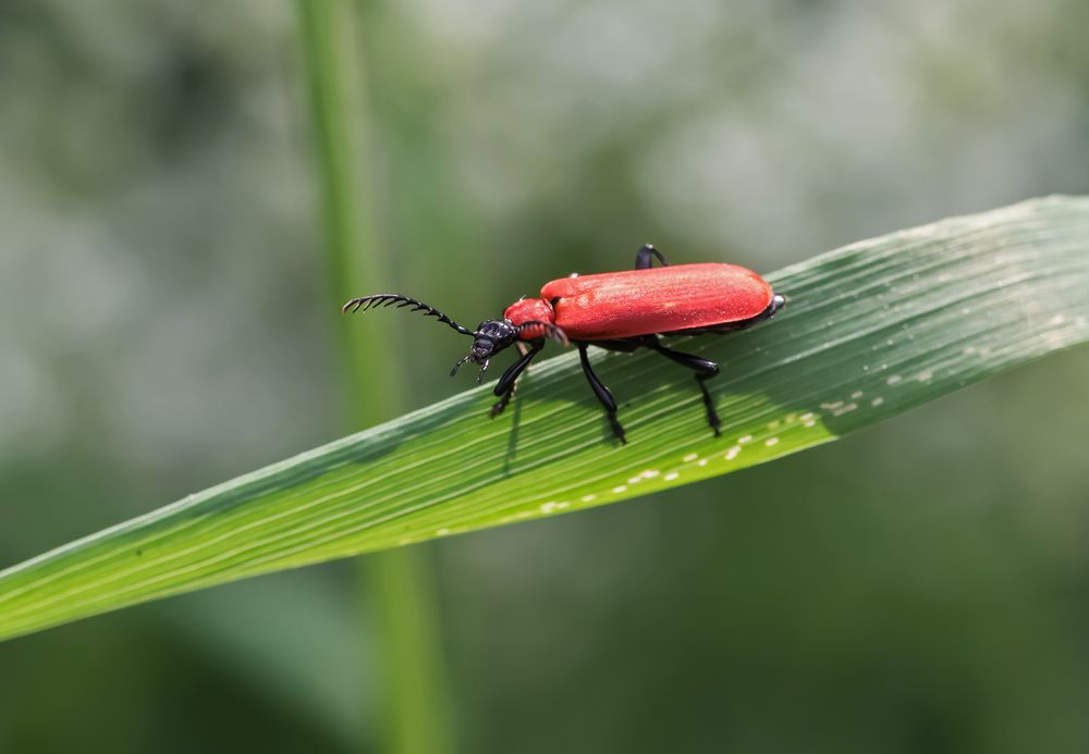 Scharlachroter Feuerkäfer Foto & Bild käfer Bilder auf