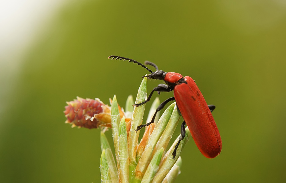 Scharlachroter Feuerkäfer