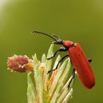 Scharlachroter Feuerkäfer