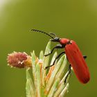 Scharlachroter Feuerkäfer