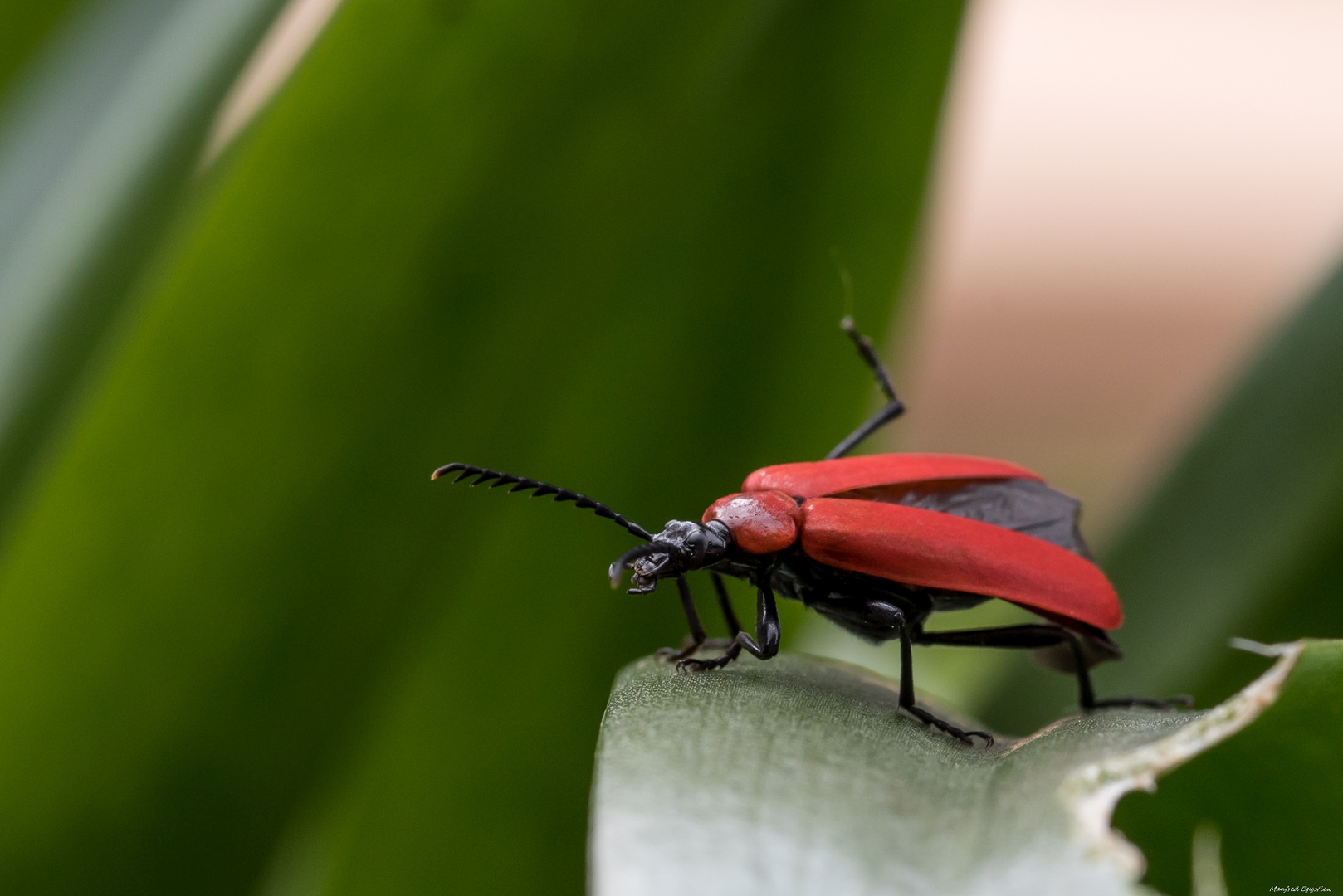 Scharlachroter Feuerkäfer