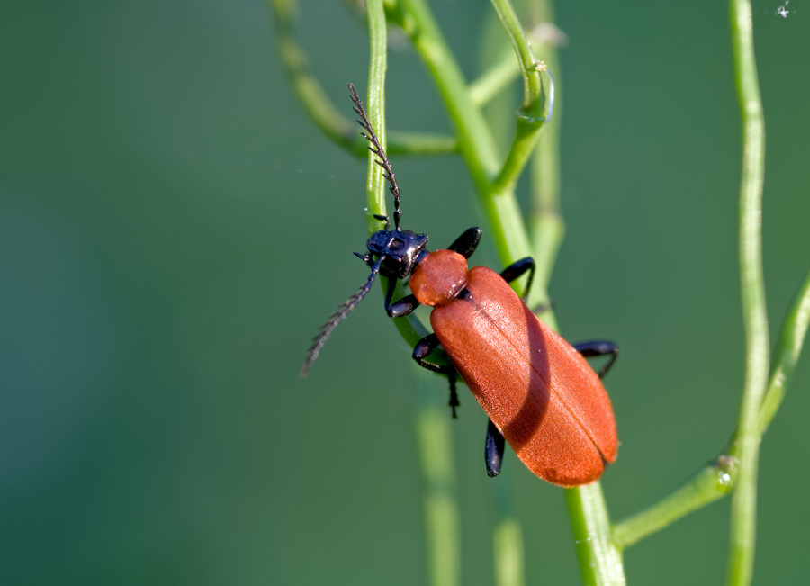 Scharlachroter Feuerkäfer