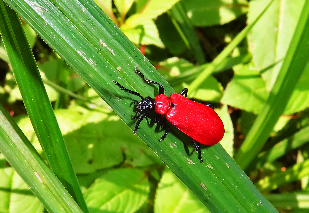 Scharlachroter Feuerkäfer Männchen