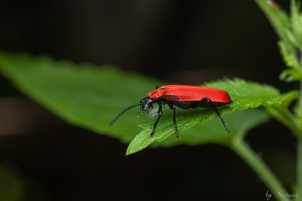 Scharlachroter Feuerkäfer (Pyrochroa coccinea)