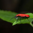 Scharlachroter Feuerkäfer (Pyrochroa coccinea)