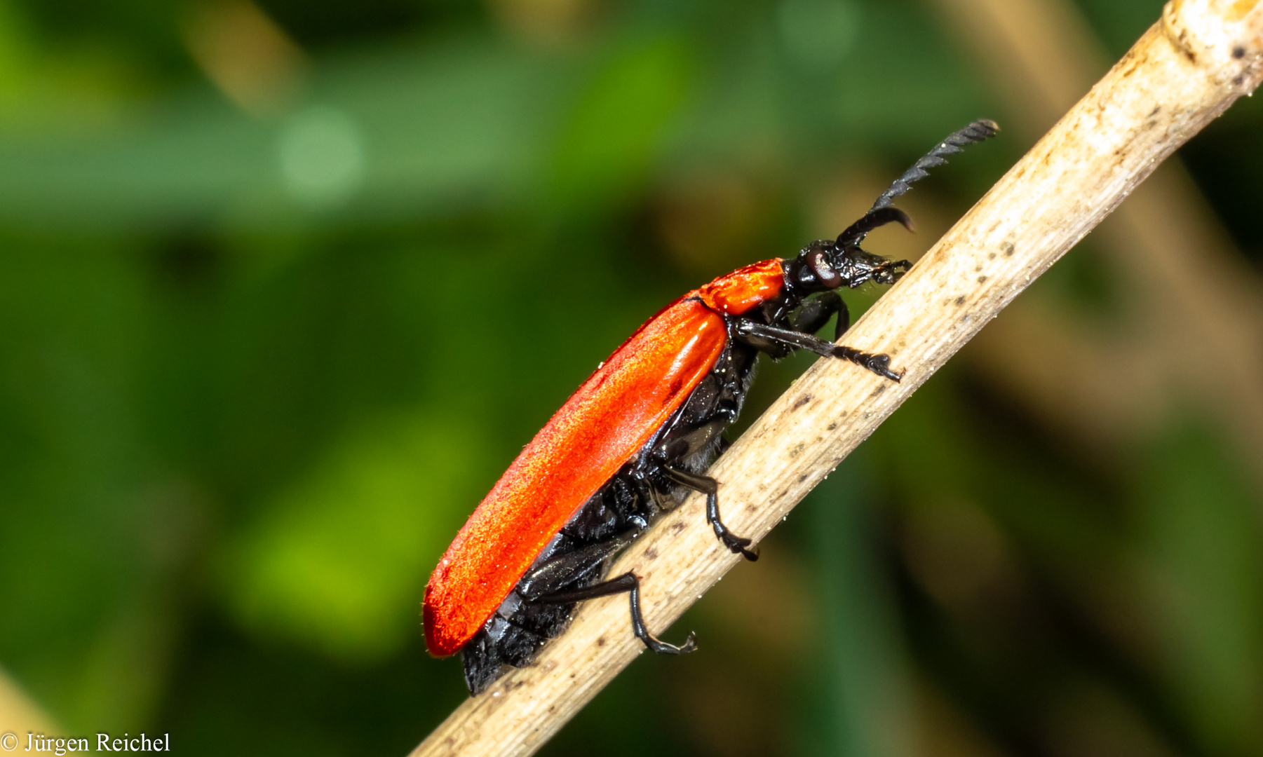 Scharlachroter Feuerkäfer (Pyrochroa coccinea) 