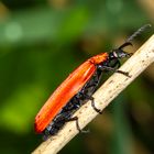 Scharlachroter Feuerkäfer (Pyrochroa coccinea) 