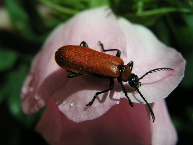 Scharlachroter Feuerkäfer (Pyrochroa coccinea)