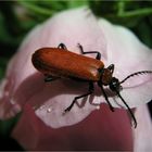 Scharlachroter Feuerkäfer (Pyrochroa coccinea)