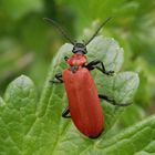 Scharlachroter Feuerkäfer (Pyrochroa coccinea)