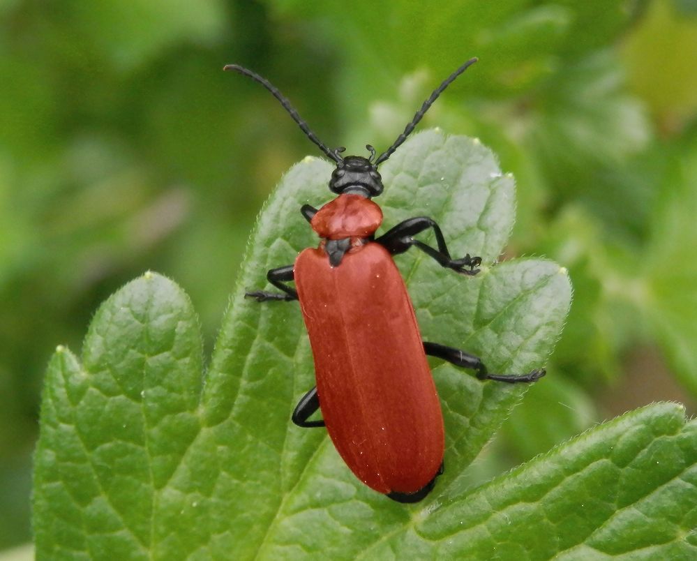 Scharlachroter Feuerkäfer (Pyrochroa coccinea)