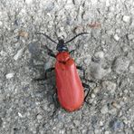 Scharlachroter Feuerkäfer (Pyrochroa coccinea)