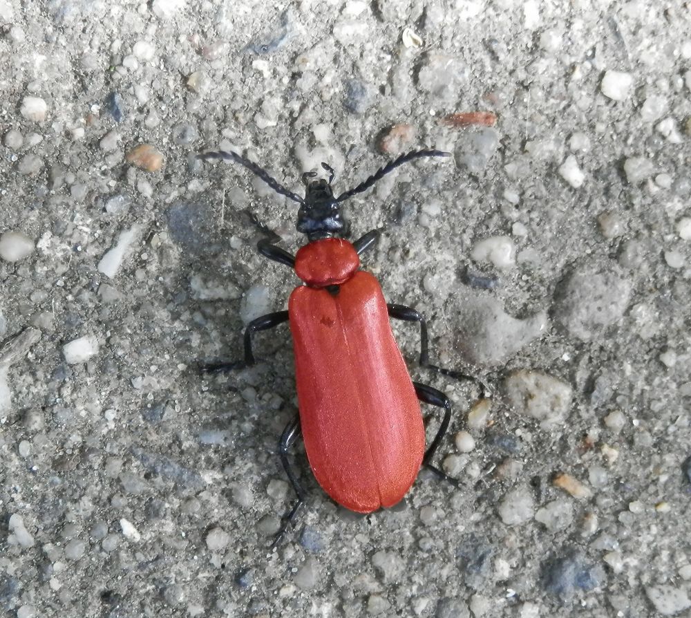 Scharlachroter Feuerkäfer (Pyrochroa coccinea)