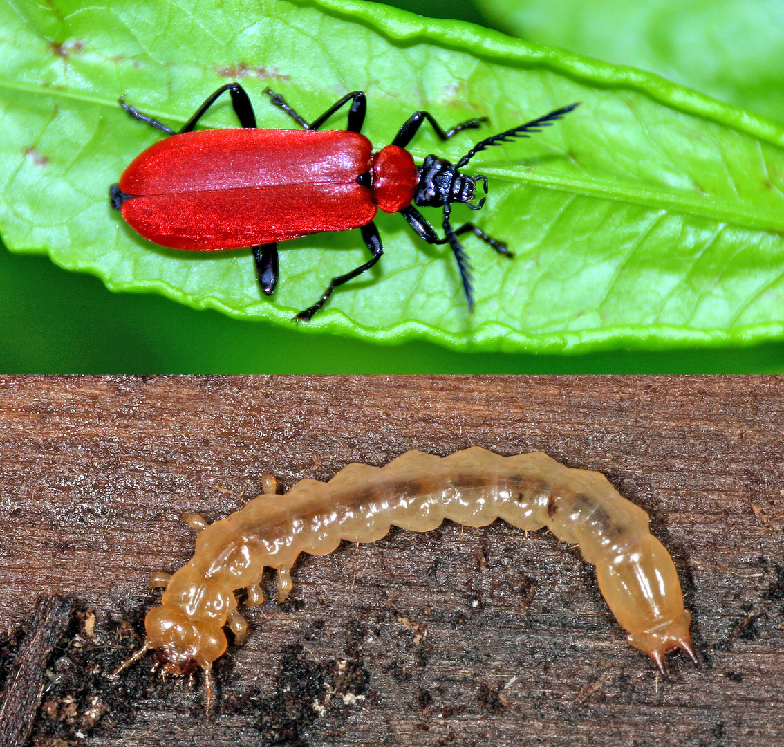 Scharlachroter Feuerkäfer (Pyrochroa coccinea)........