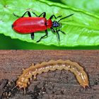 Scharlachroter Feuerkäfer (Pyrochroa coccinea)........